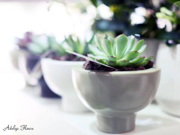 Plantes Sedum 66