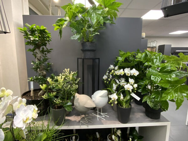 Aralia – Image 2