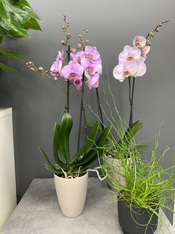 Orchidées phalaenopsis