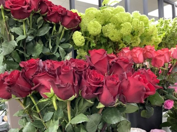 Rose explorer