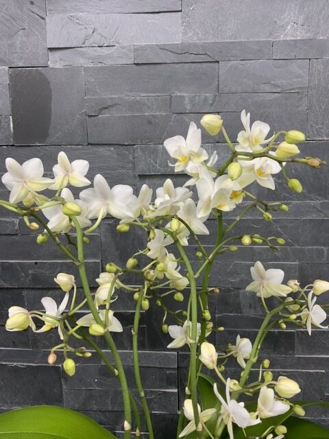 Phalaénopsis petites fleurs - Adelys Fleurs